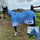 Whitaker Airton Fly Rug #colour_blue-zebra