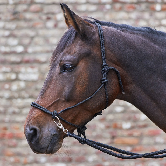 Waldhausen Knotted Halter With Reins #colour_black